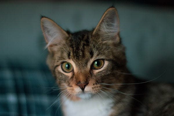 a close up of a cat sitting on a couch