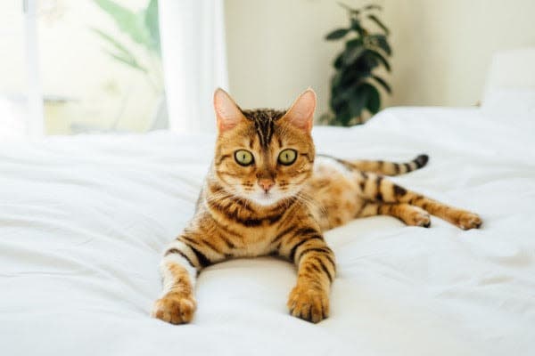 a cat laying on top of a white bed