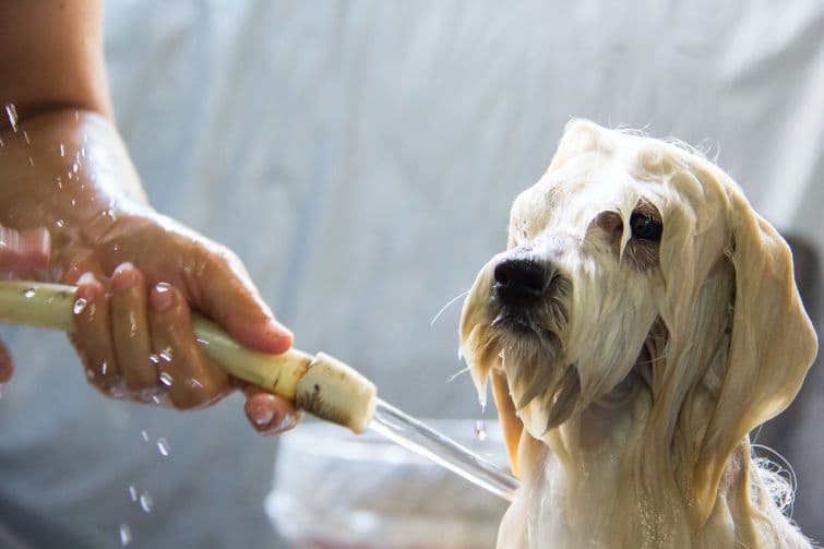 a dog getting a bath in a bath tub