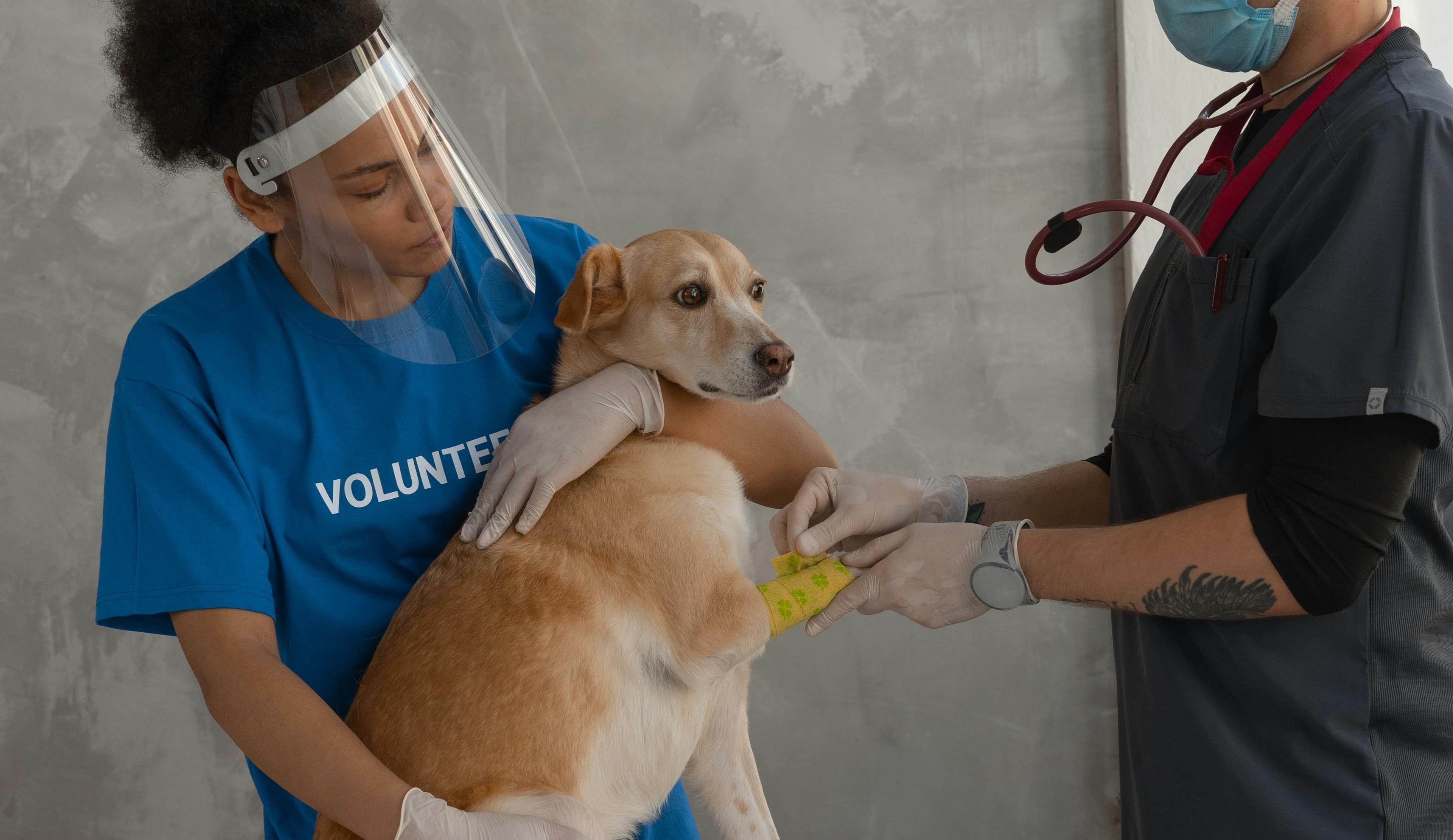 Blindness in Dogs