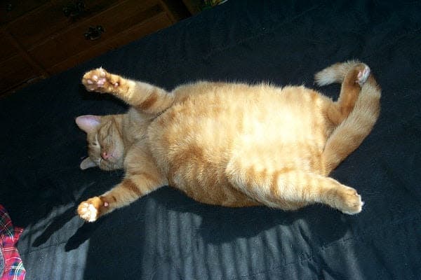 a cat laying on its back on a bed