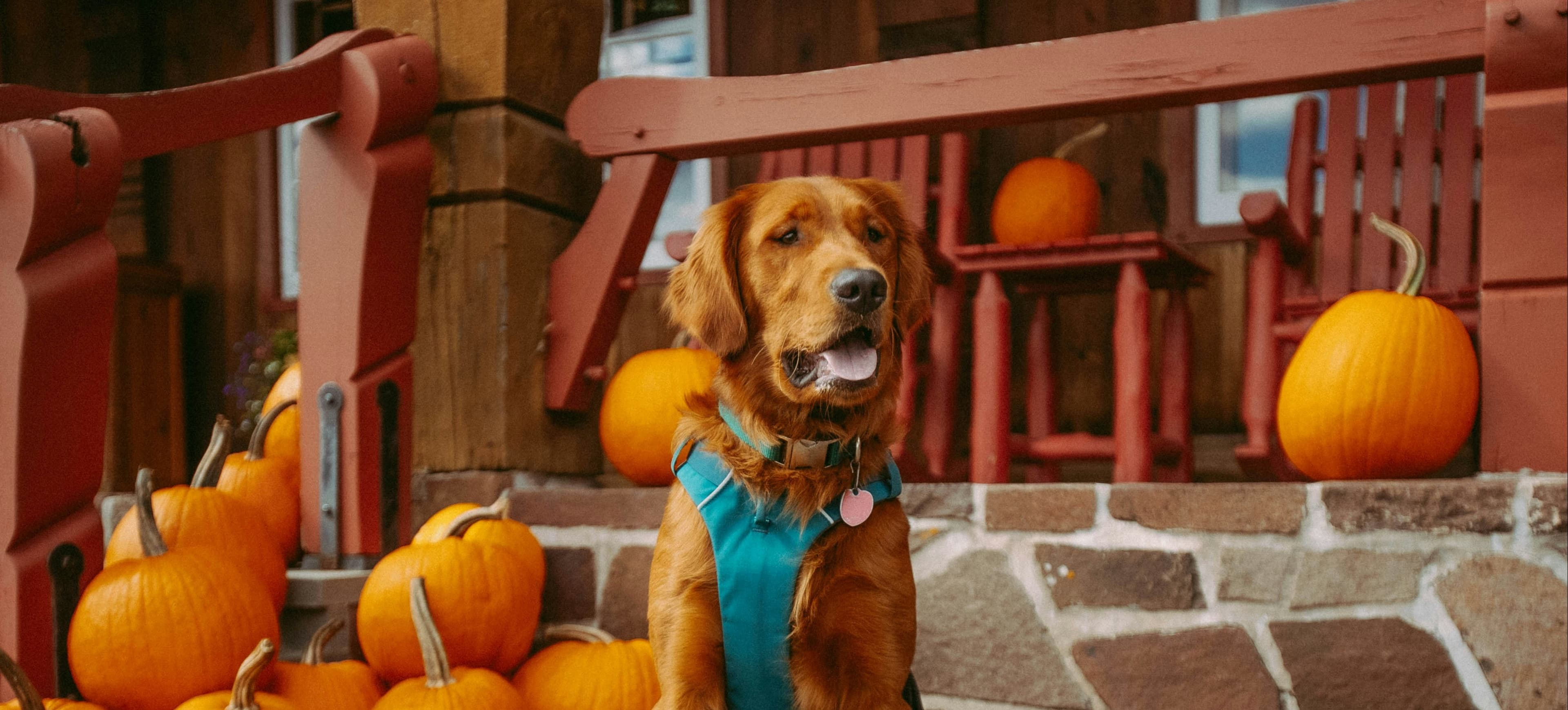 Best Halloween Dog Names