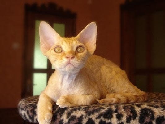 a cat sitting on top of a leopard print cat bed