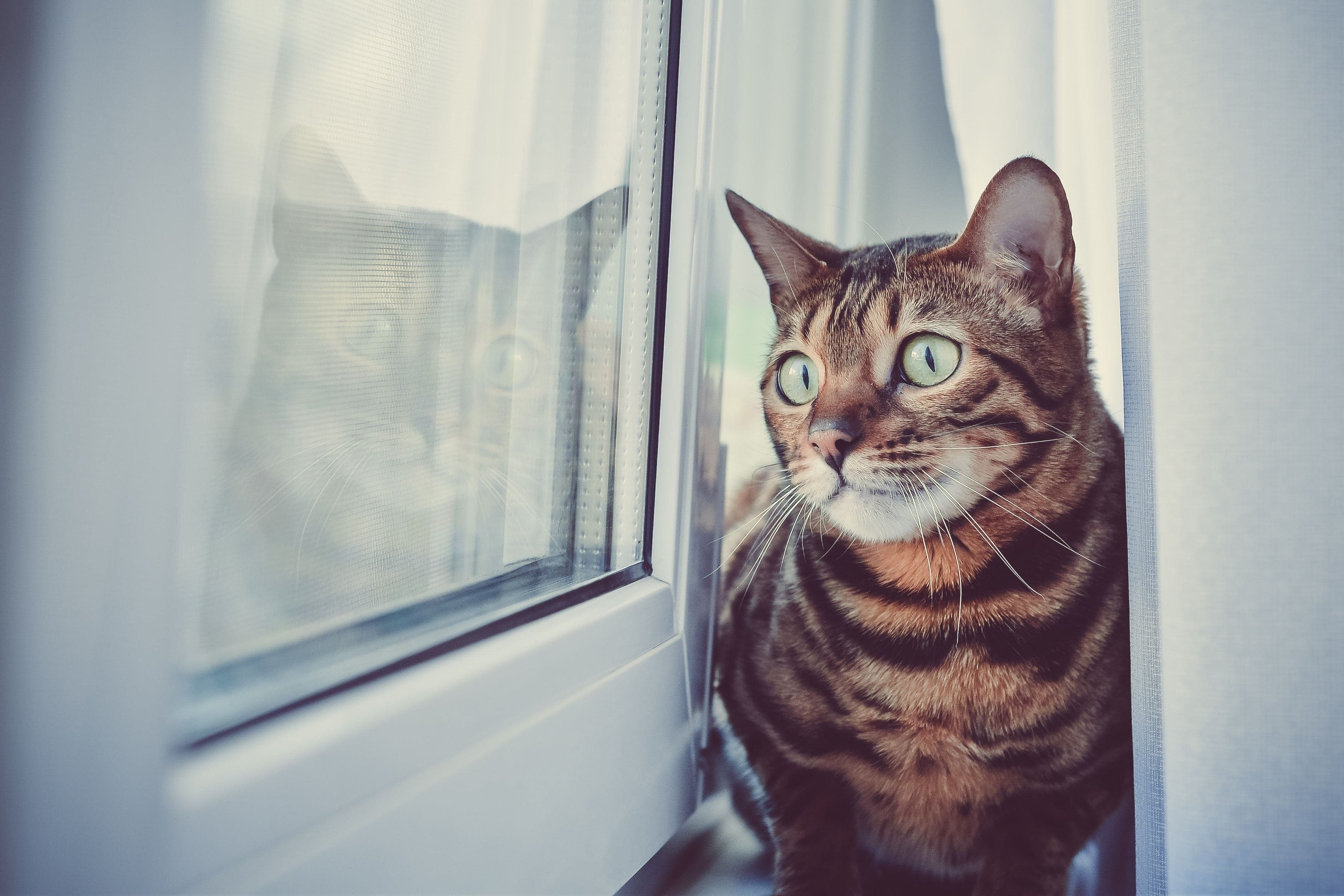 Asthma in Cats