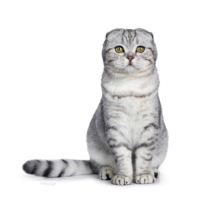 Scottish Fold