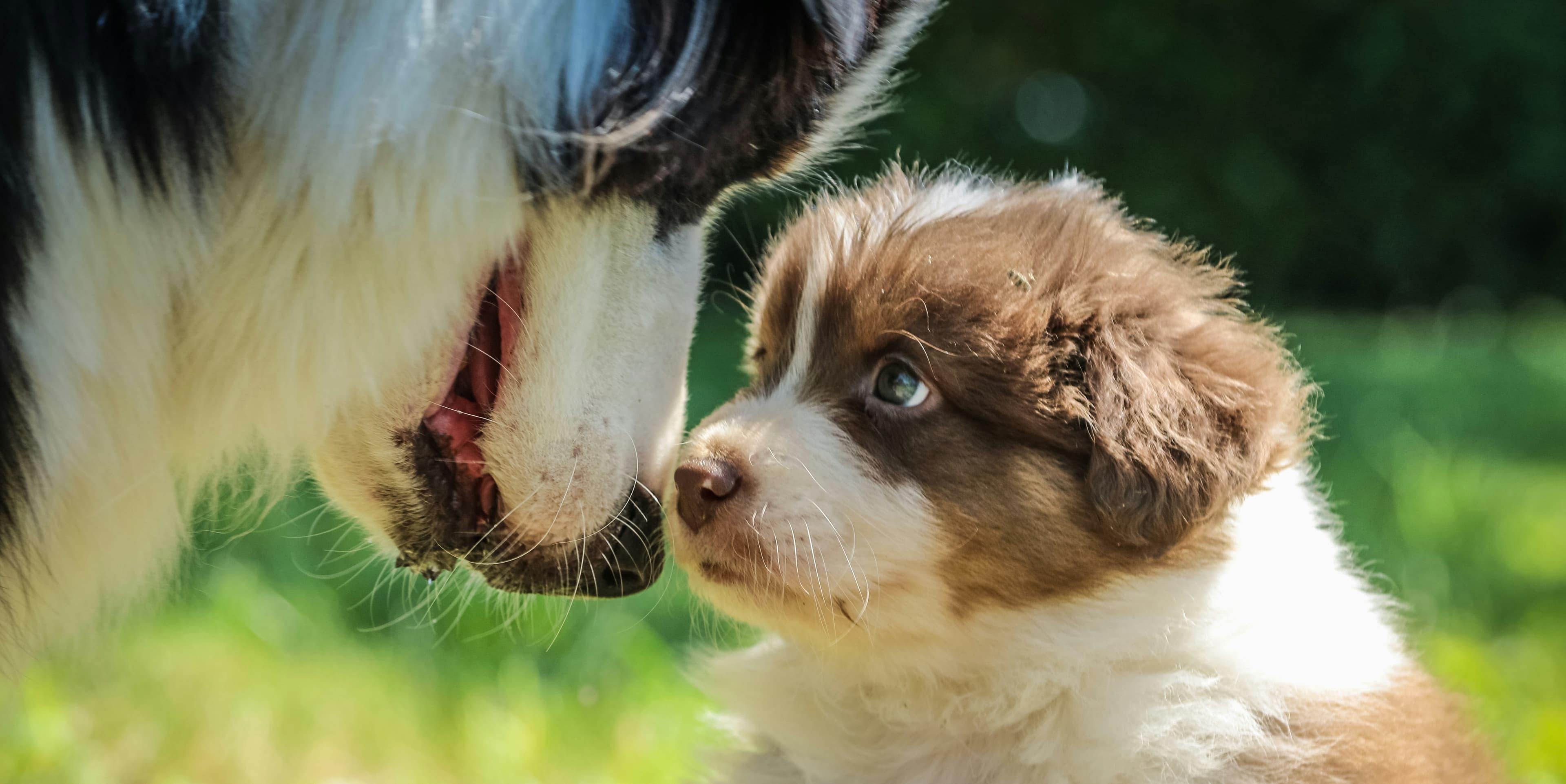 How Long Are Dogs Pregnant?