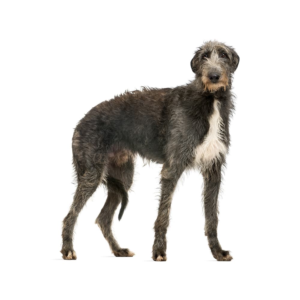 Scottish Deerhound