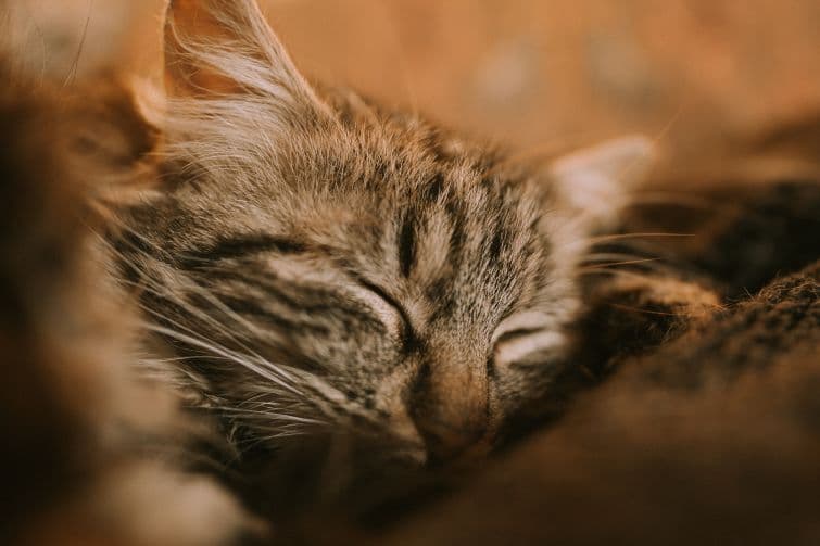 a close up of a cat sleeping on a couch