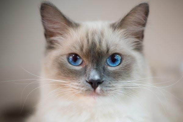 a close up of a cat with blue eyes