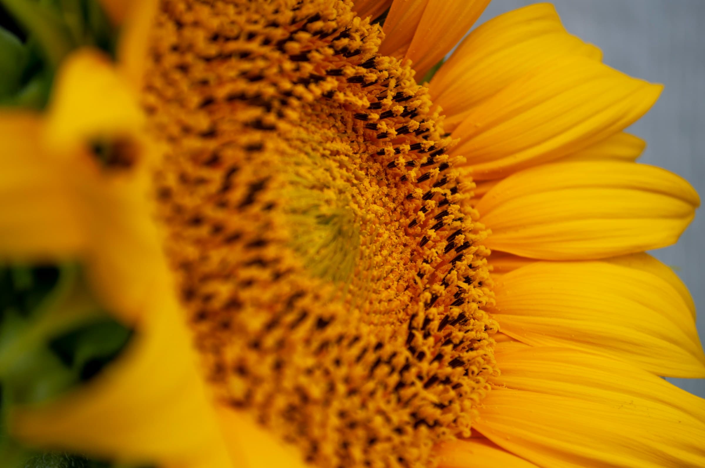 Can Dogs Eat Sunflower Seeds?