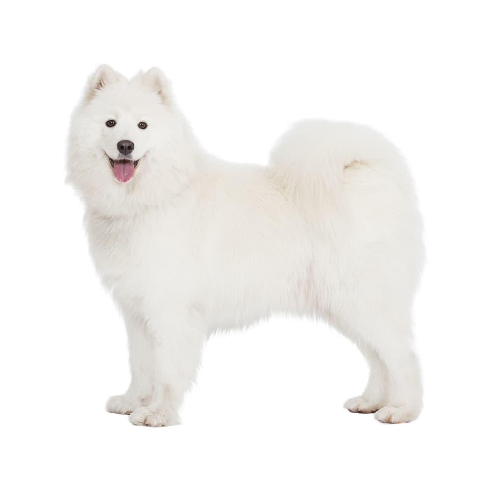 Samoyed