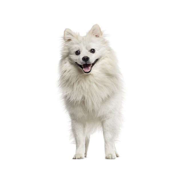 German Spitz