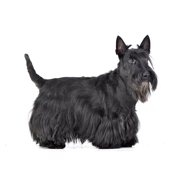 Scottish Terrier