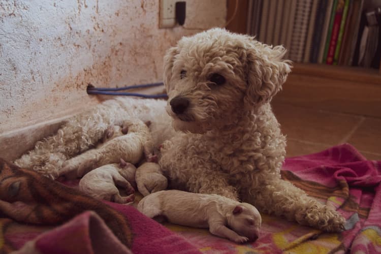 How Many Puppies Can a Dog Have? Understanding Dog Litter Sizes