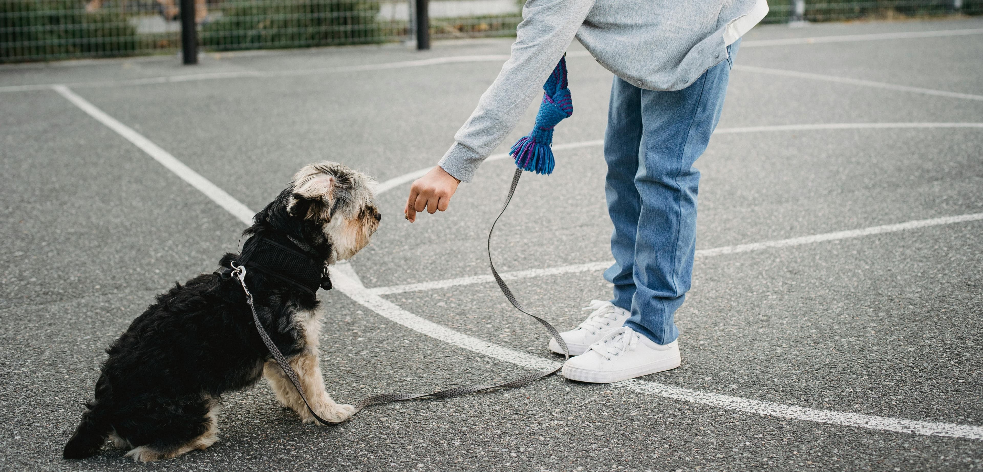 How to Teach Your Dog to Stay