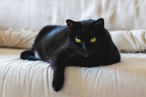 a black cat laying on a white couch