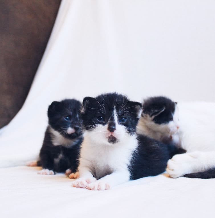 a group of kittens laying on top of a white sheet