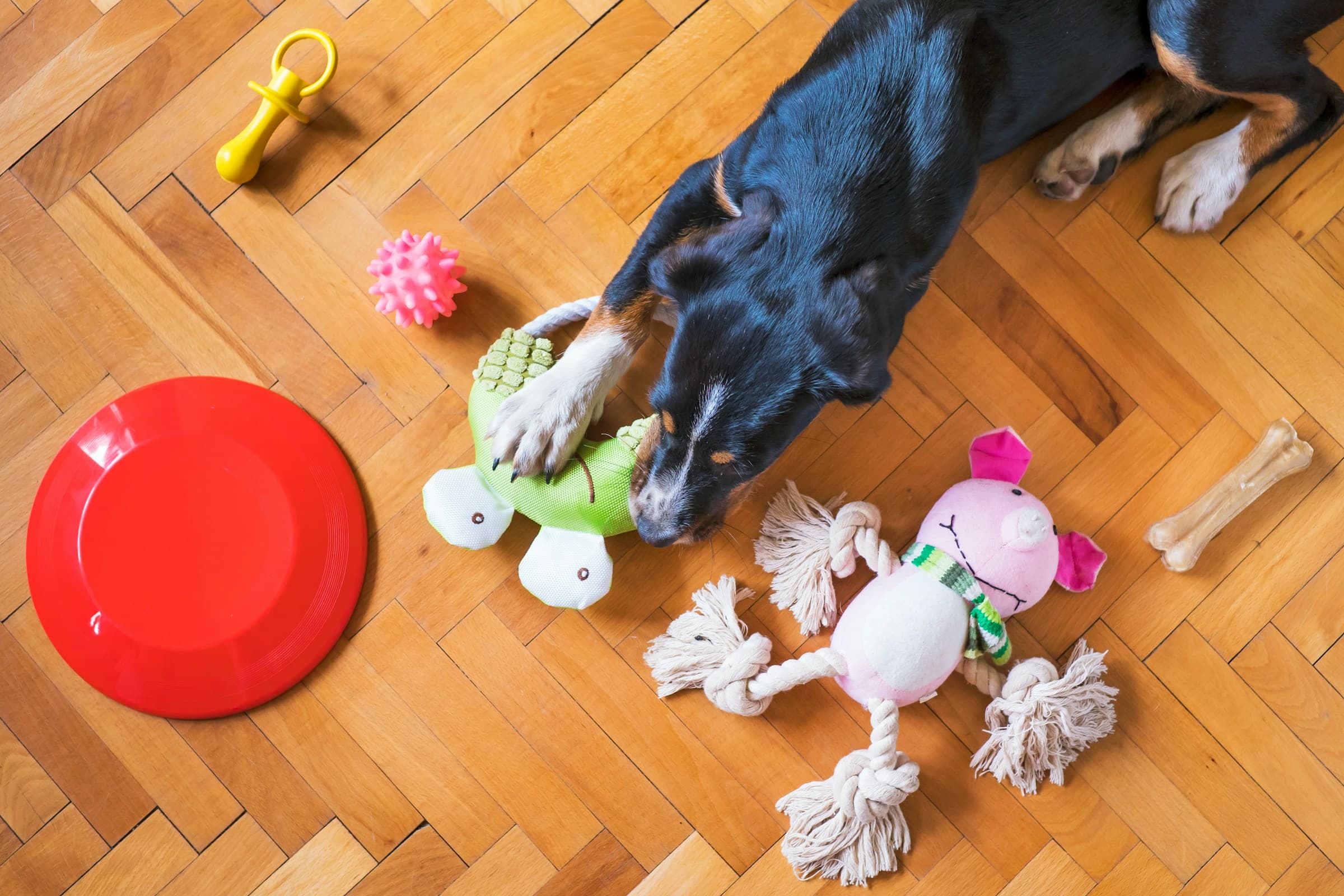 Dog Enrichment Toys