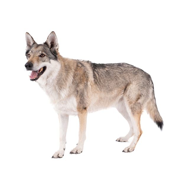 Czechoslovakian Wolfdog