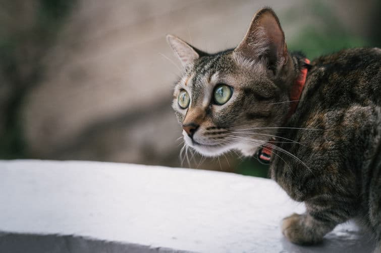 a cat sitting on a ledge looking off into the distance