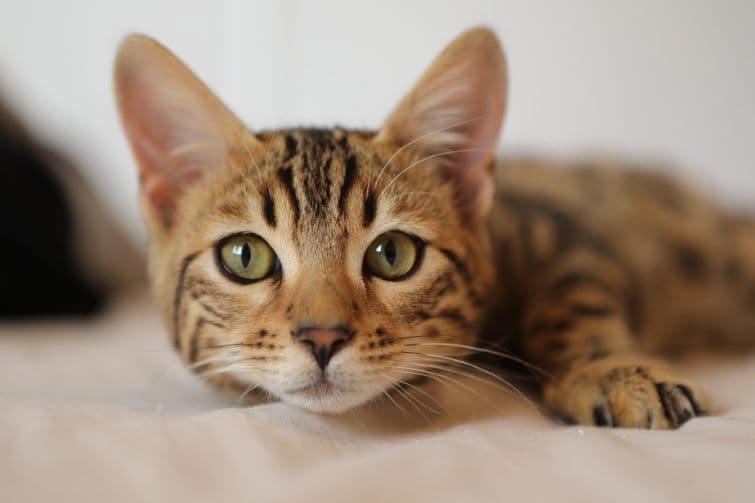 a close up of a cat laying on a bed