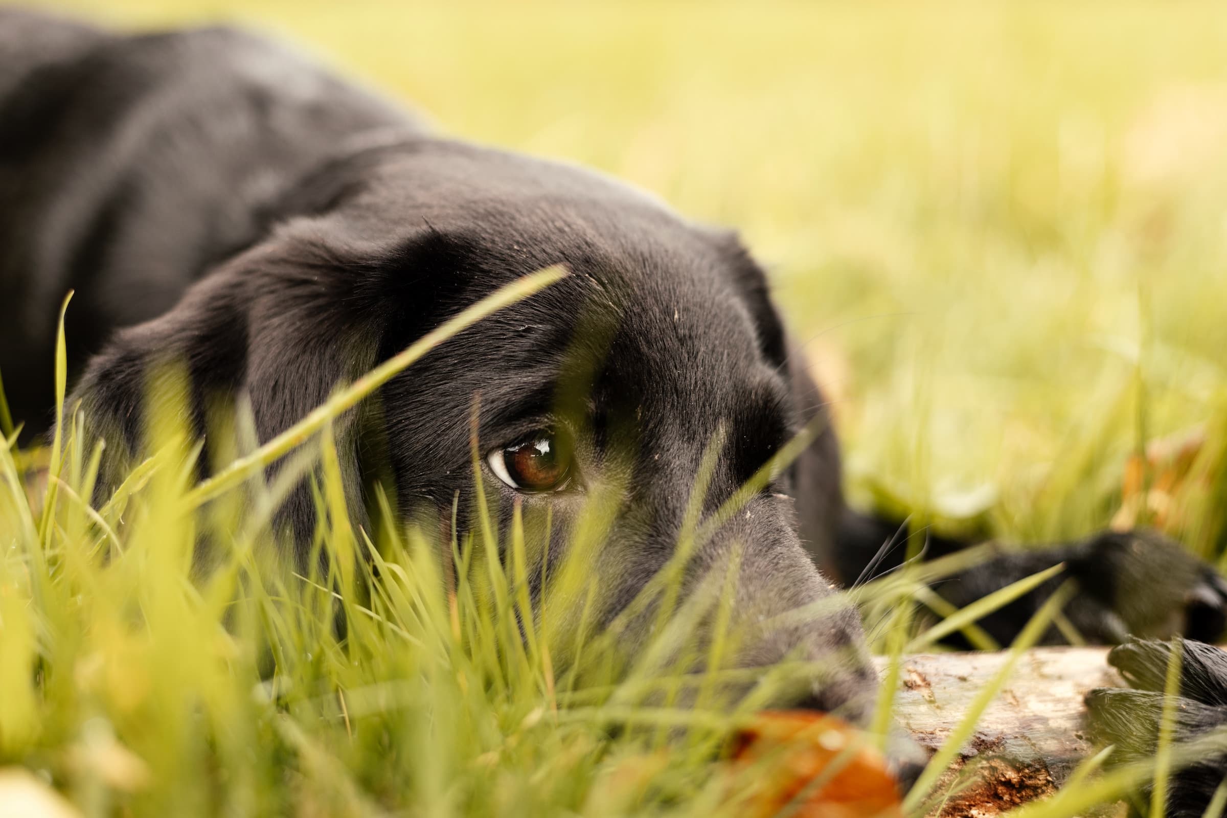 How Much Chocolate Can a Dog Eat Safely?