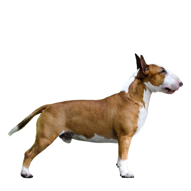 Bull Terrier