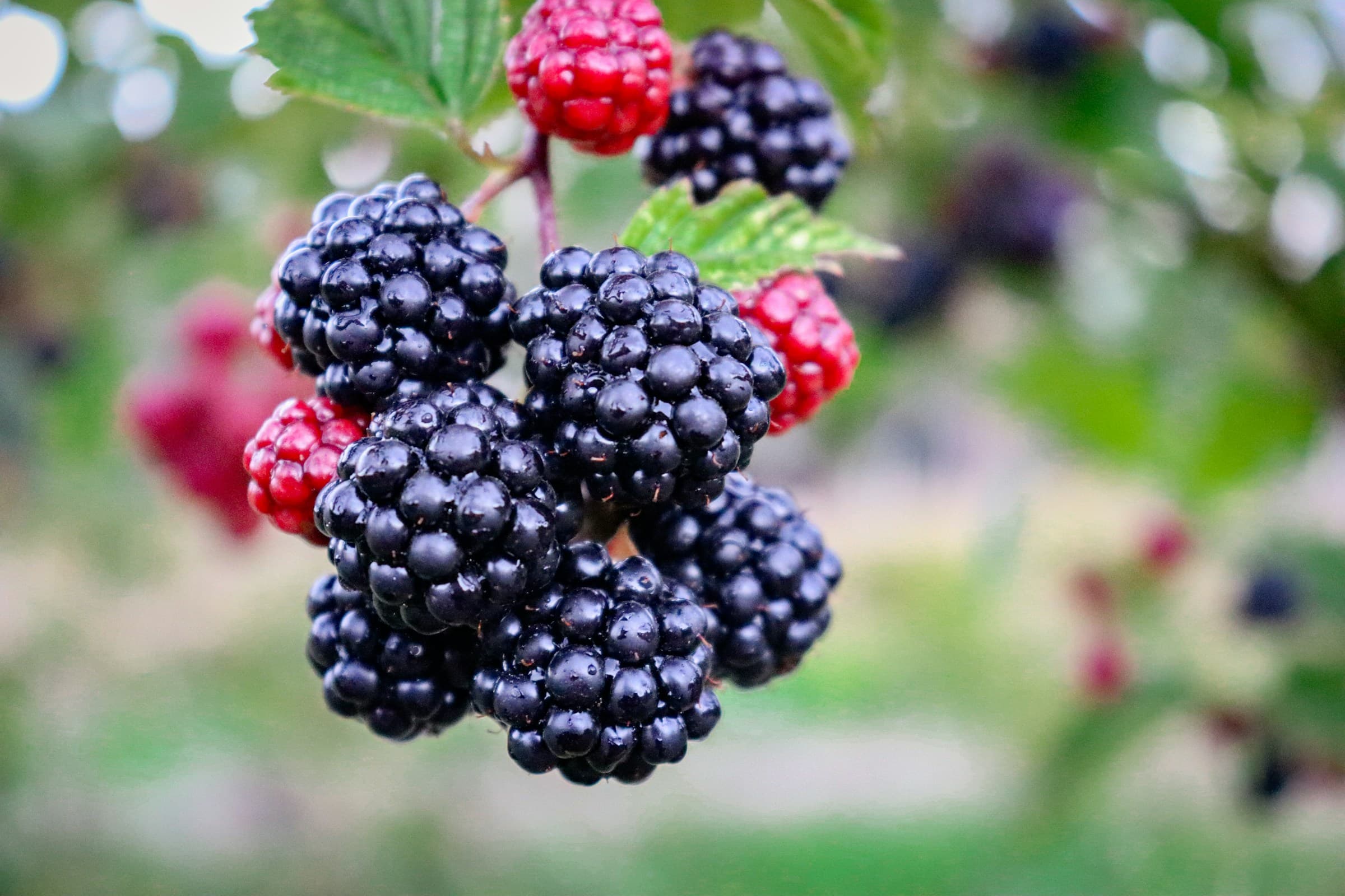 Can Dogs Eat Blackberries?