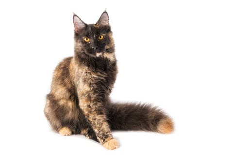 a cat sitting on a white surface looking at the camera