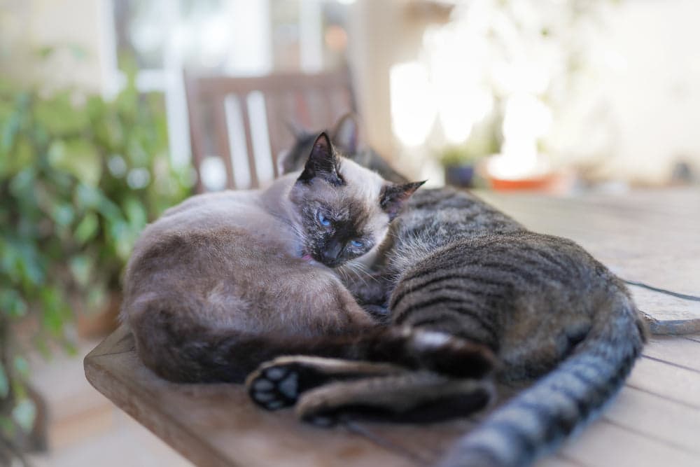 Siamese Tabby Mix Cats: Everything You Need To Know