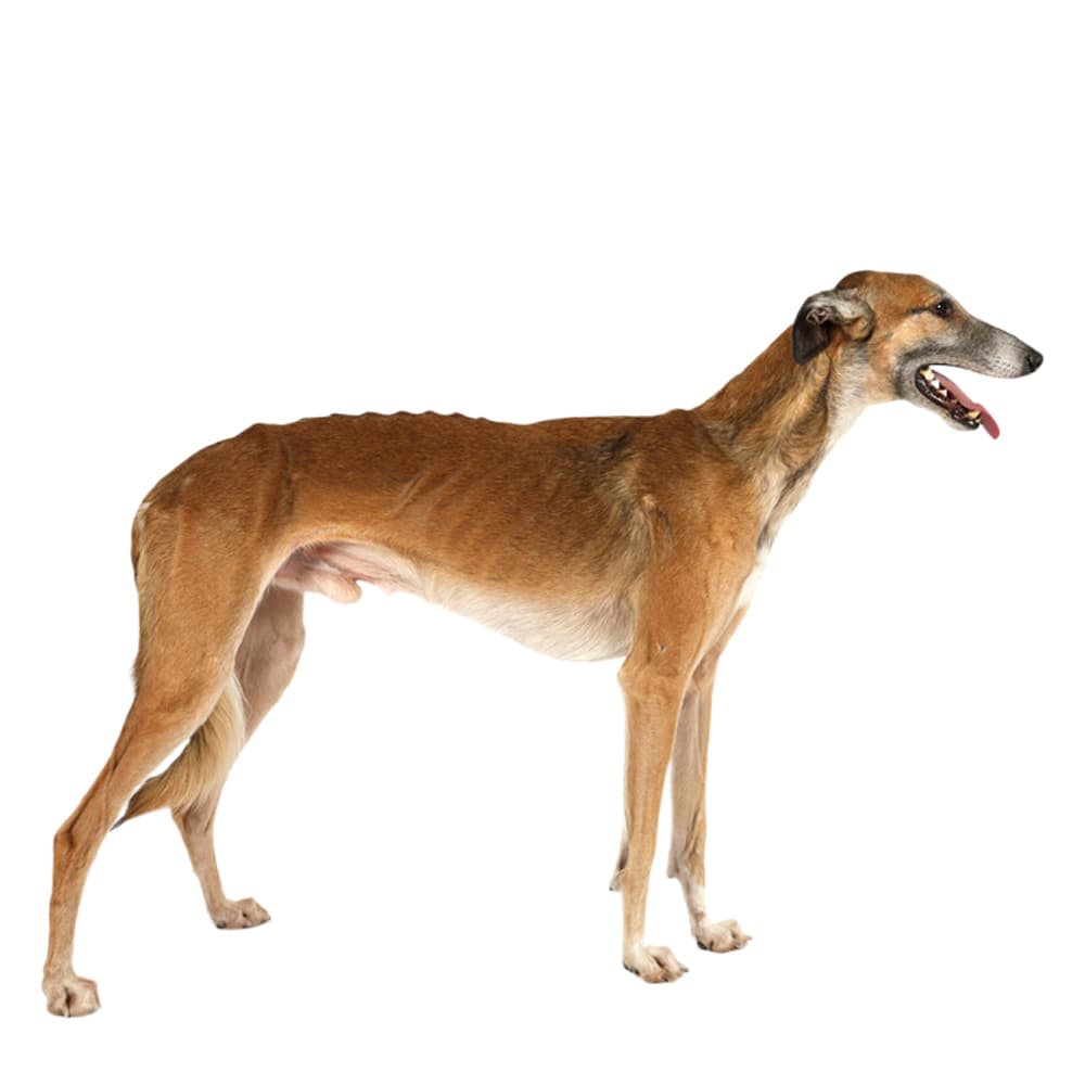 Polish Greyhound