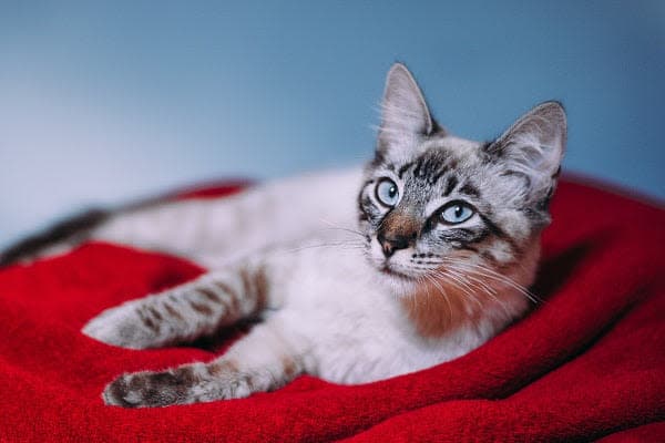 a cat laying on top of a red blanket