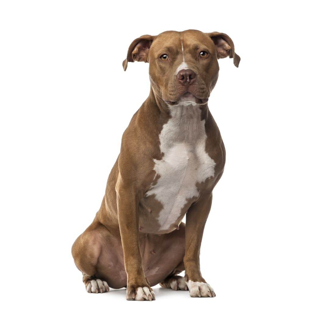 American Staffordshire Terrier