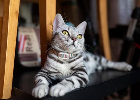 a cat laying on top of a wooden chair