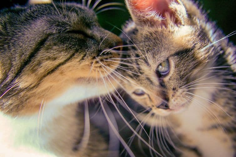 a close up of a cat looking at its reflection in a mirror