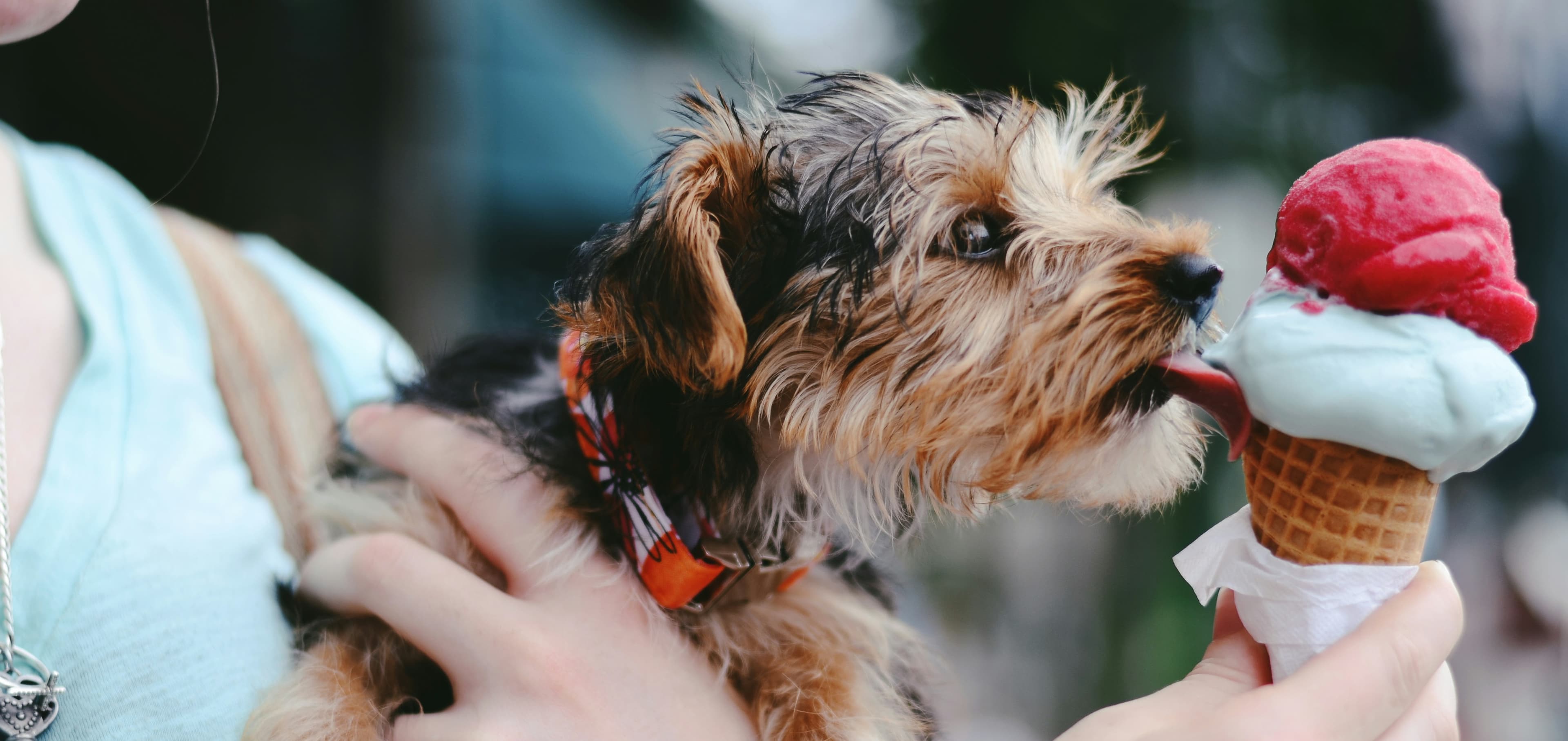 Can Dogs Eat Ice Cream?