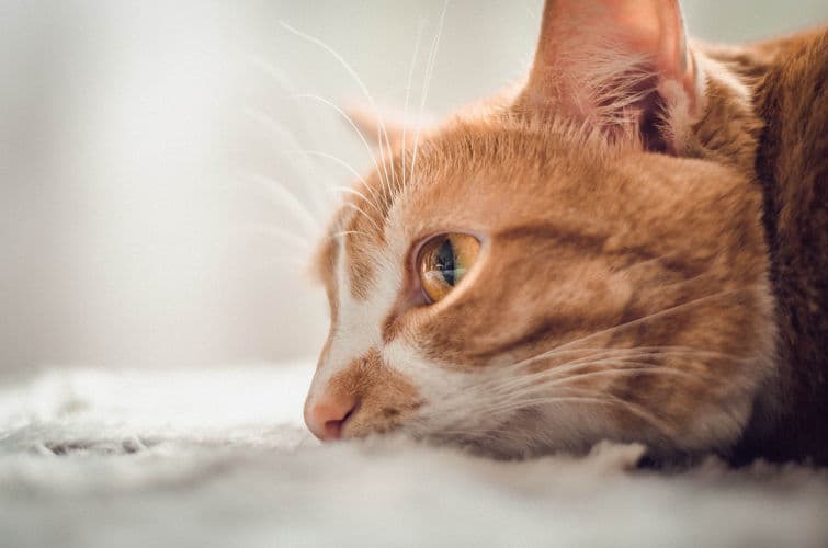 a close up of a cat laying on a bed