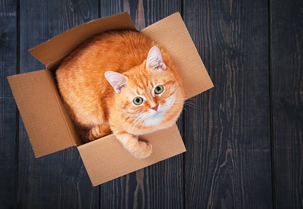 Why Do Cats Like Boxes?