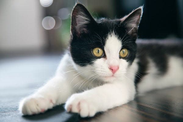 a black and white cat laying on a wooden floor