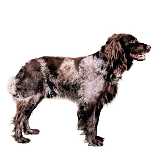 Saint-Usuge Spaniel