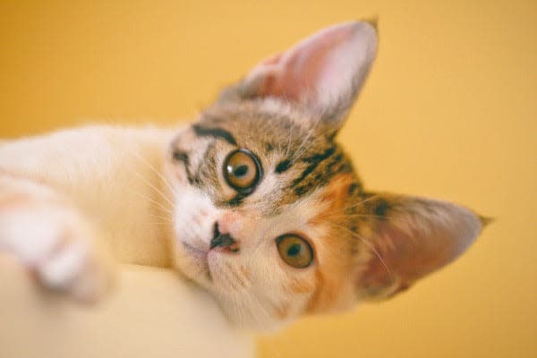 a small kitten laying on top of a couch