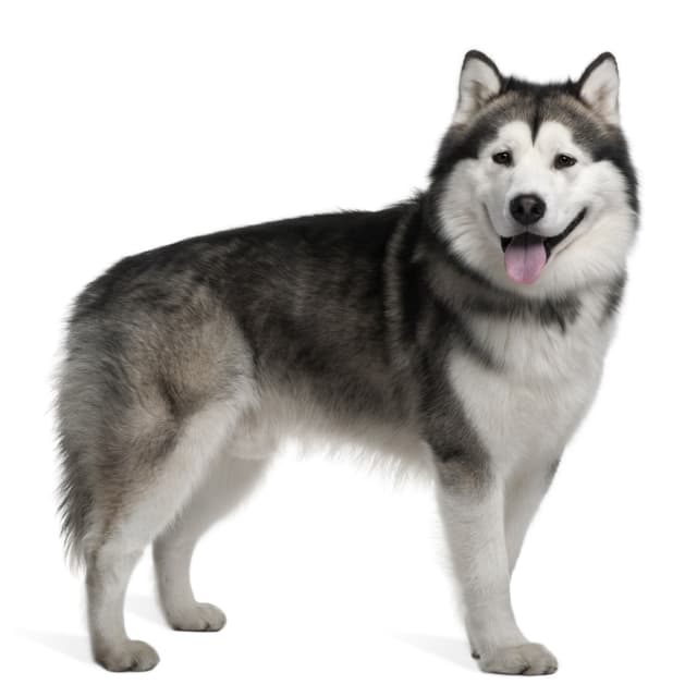 Alaskan Malamute