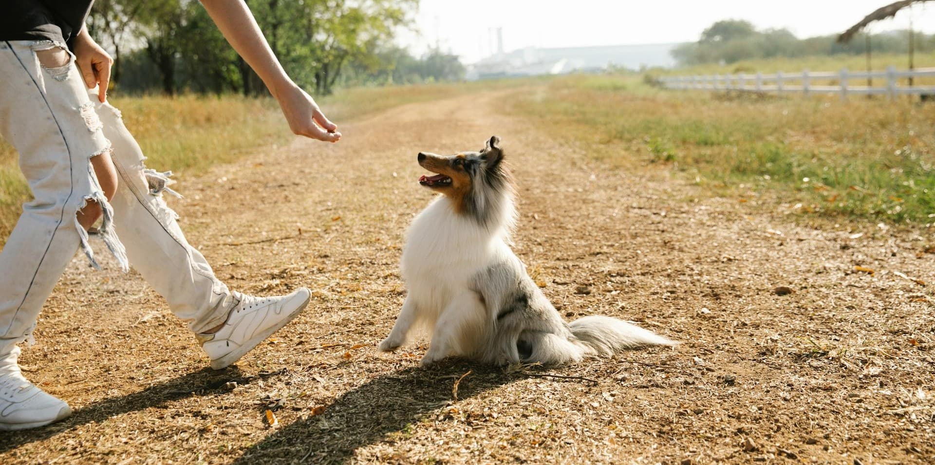 History and Types of Dog Shows