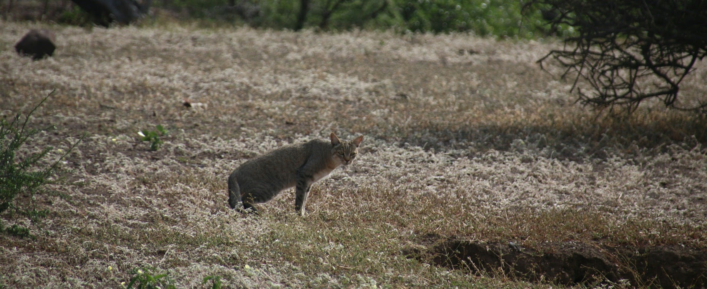 African Wildcat