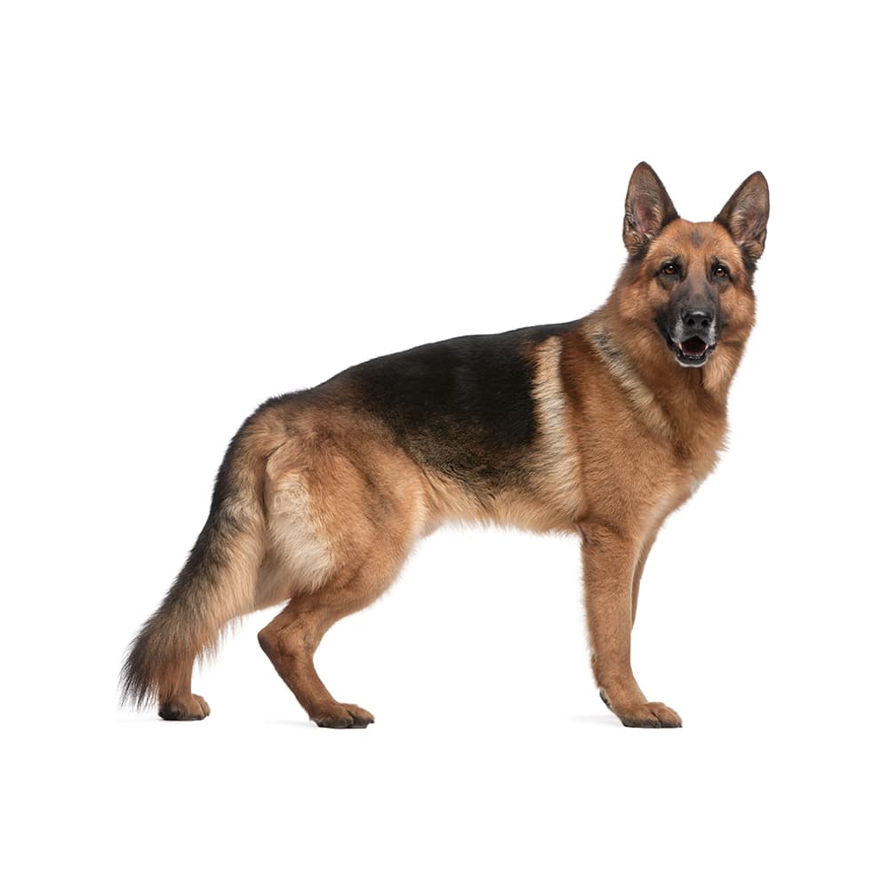 German Shepherd