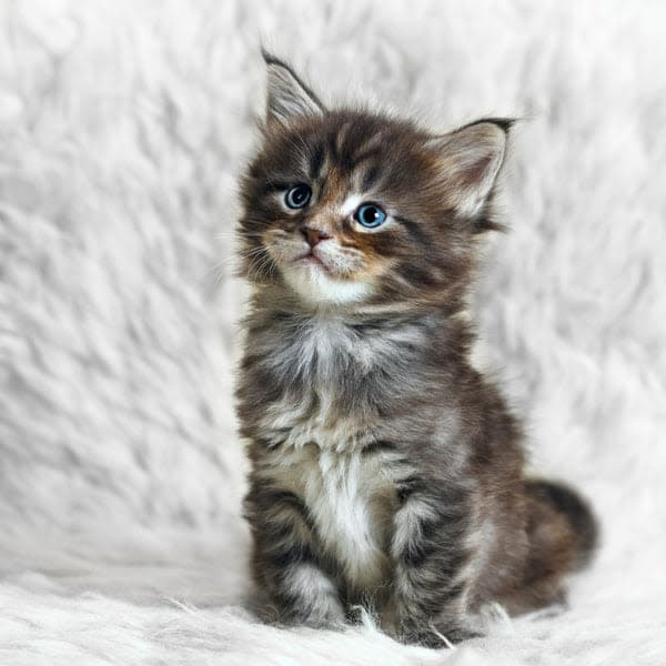 a small kitten sitting on top of a white blanket