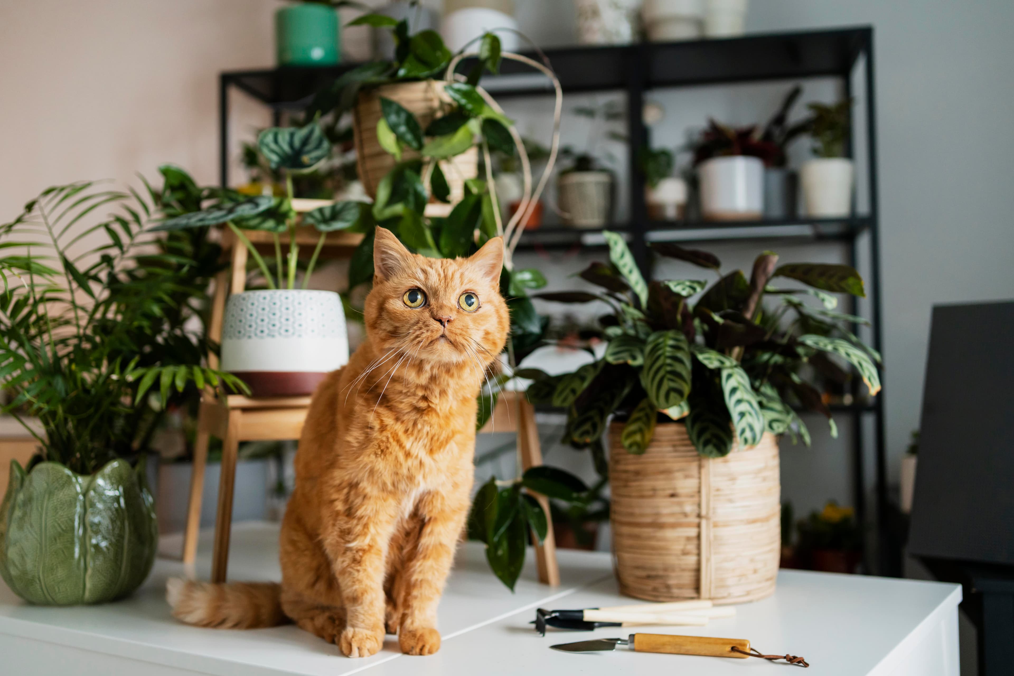 Plants Toxic to Cats – Our Guide