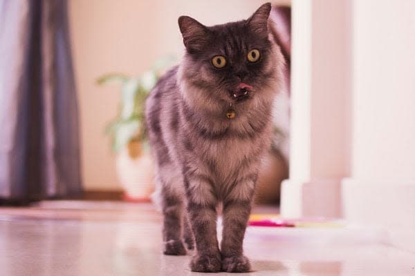 a cat standing on the floor looking at the camera