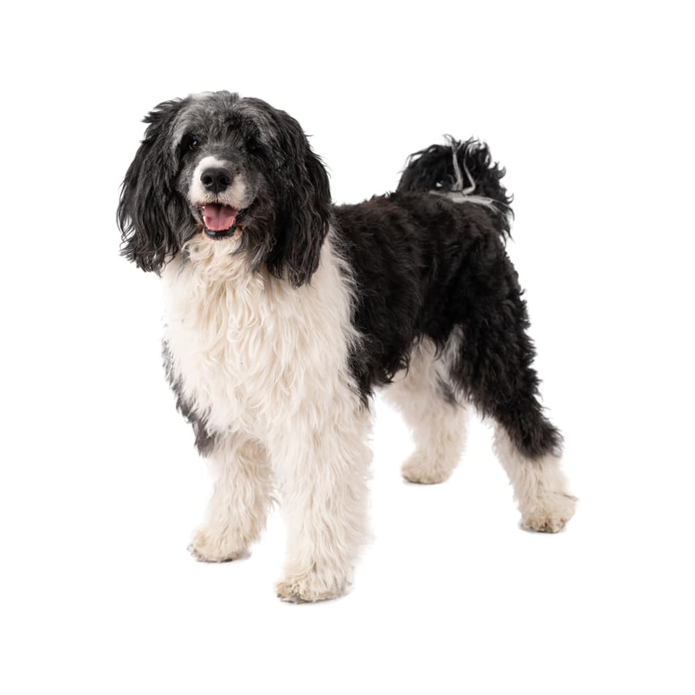 Portuguese Water Dog