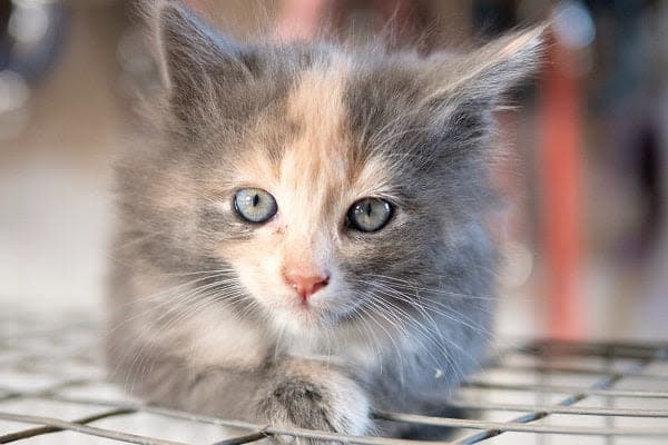 a kitten sitting on top of a metal rack